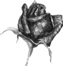 A Rare site Logo